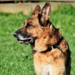 How Long Does German Shepherds Live?