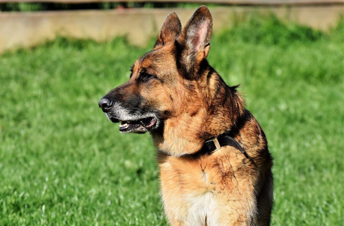 Read more about the article How Long Does German Shepherds Live?
