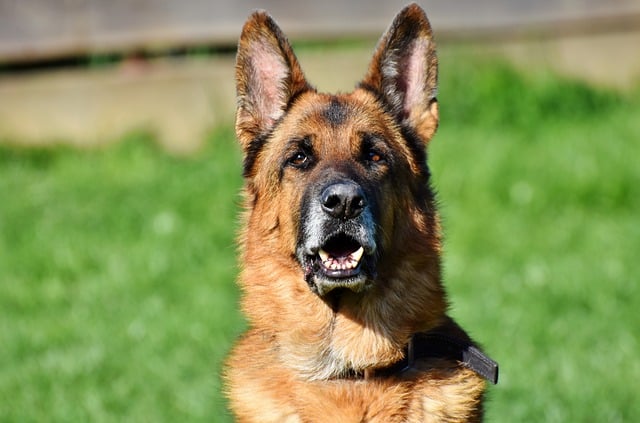 Read more about the article Dogs That Look Like German Shepherds?